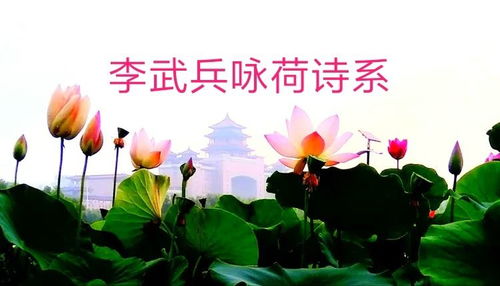 面對(duì)荷花，我還能熱淚盈眶